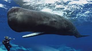 Sperm Whales Clicking You Inside Out — James Nestor at The Interval [upl. by Andrel]