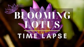 Serenity of a Lotus  Lotus Flowers Blooming Time Lapse [upl. by Arlena]