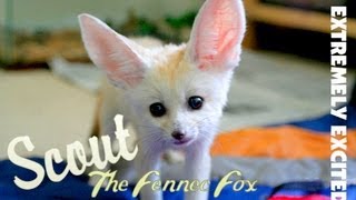 Fennec Fox Extremely Excited amp Screaming [upl. by Zenger921]