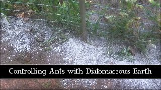 Controlling Ants with Diatomaceous Earth [upl. by Lorrin]